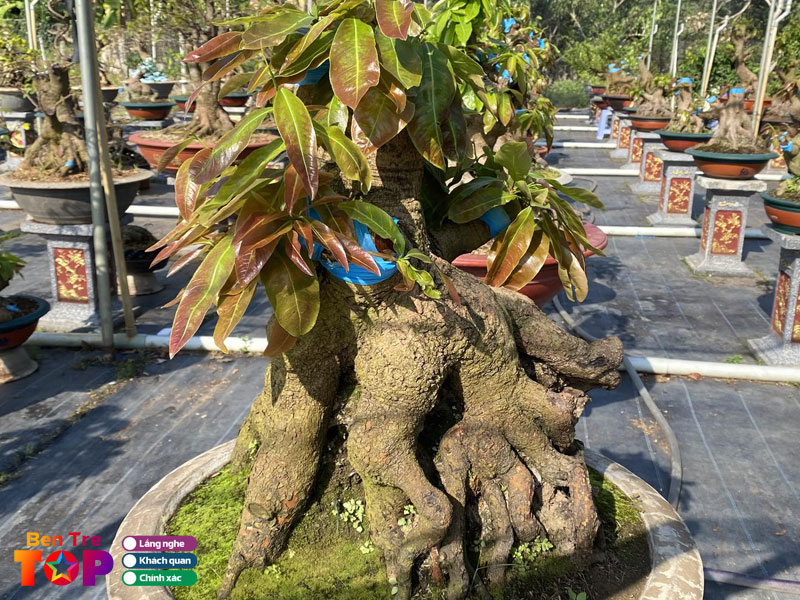 Vuon-mai-vang-ut-thach-bentretoplist