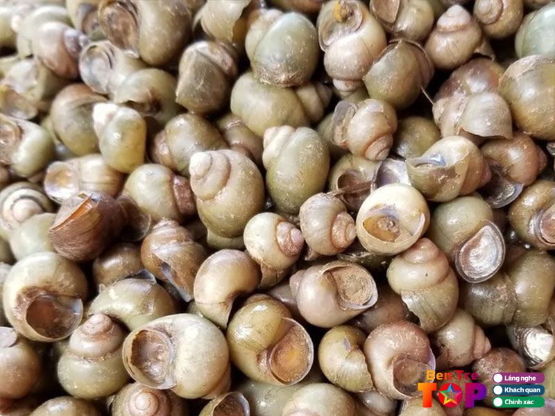 Nguon-goc-va-dac-diem-cua-oc-gao-bentretoplist