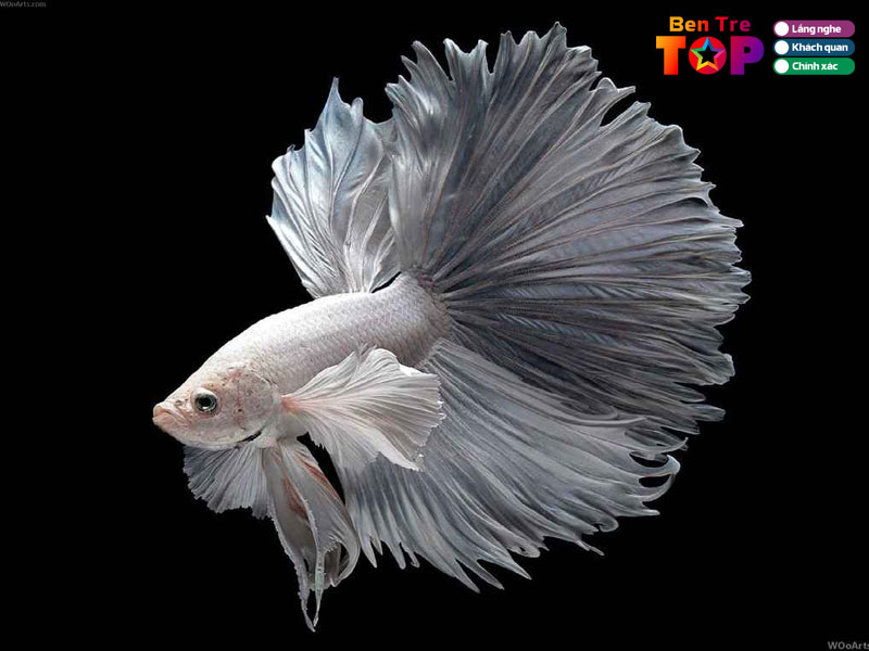 Cau-hoi-thuong-gap-ve-ca-betta-tai-ben-tre-bentretoplist