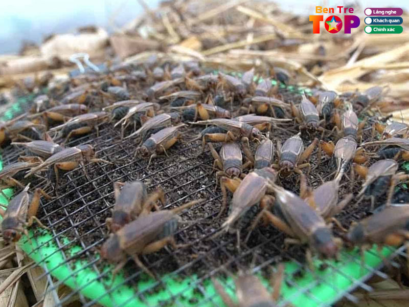 Cau-hoi-thuong-gap-ve-cac-trai-de-o-ben-tre-bentretoplist