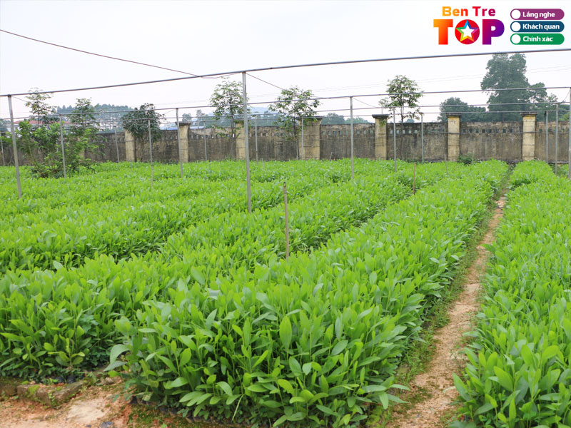 Cau-hoi-thuong-gap-ve-cay-giong-ben-tre-bentretoplist