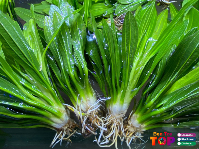 Cau-hoi-thuong-gap-ve-cay-thuy-sinh-tai-ben-tre-bentretoplist