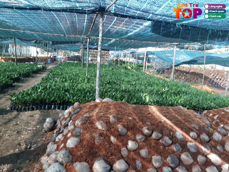 Co-so-san-xuat-dua-giong-thanh-tam-tich-hop-kieng-bonsai-bentretoplist