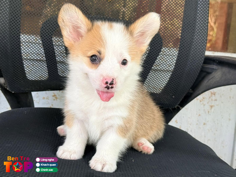 Diem-thuy-dog-shop-chuyen-dong-poodle-va-husky-chat-luong-bentretoplist