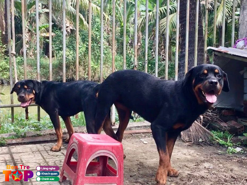 Trai-cho-thien-phuc-chuyen-cac-dong-cho-nghiep-vu-bentretoplist